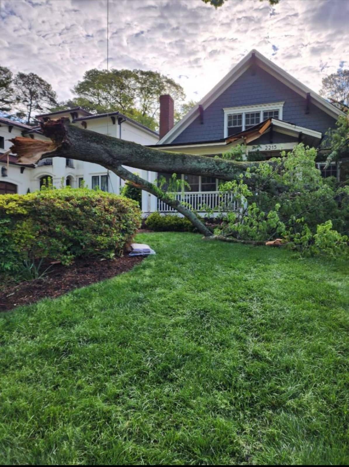 Completed tree work by Atlantic Tree Services in Charlotte
