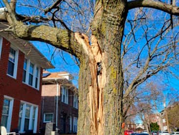 24/7 emergency tree service Charlotte Metro
