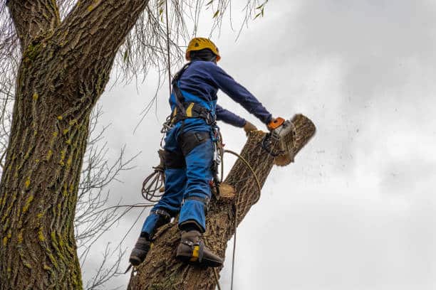 Heritage tree removal with permit compliance in Charlotte
