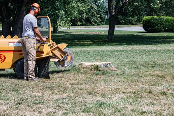 Stump grinding and root removal in Charlotte NC